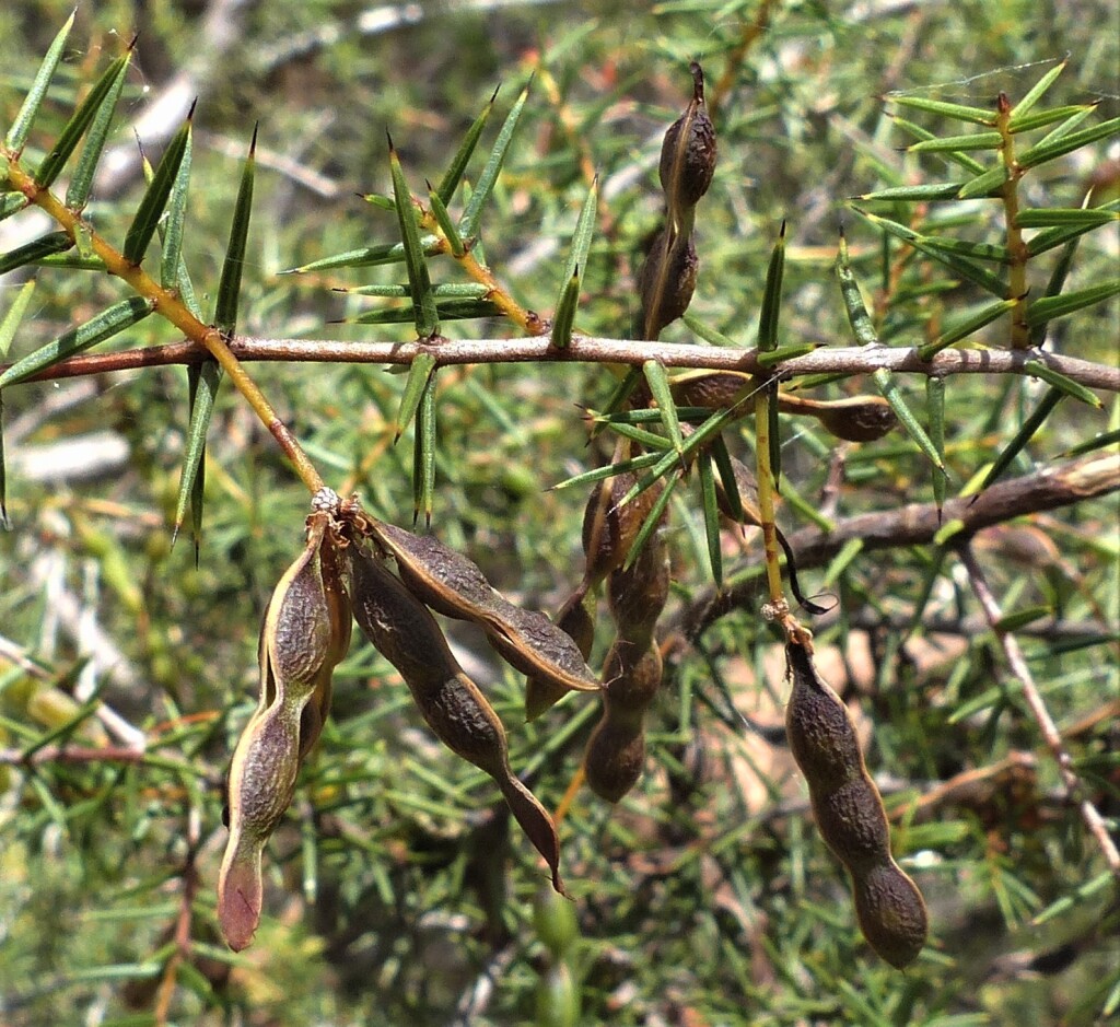 Acacia ulicifolia (hero image)