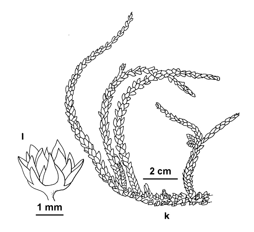 Crassula muscosa (hero image)