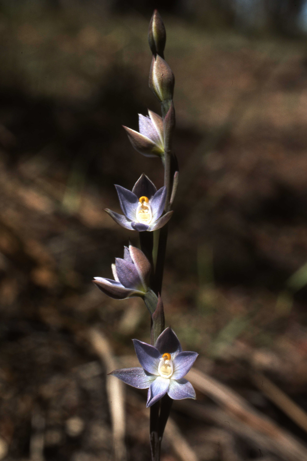 Thelymitra basaltica (hero image)