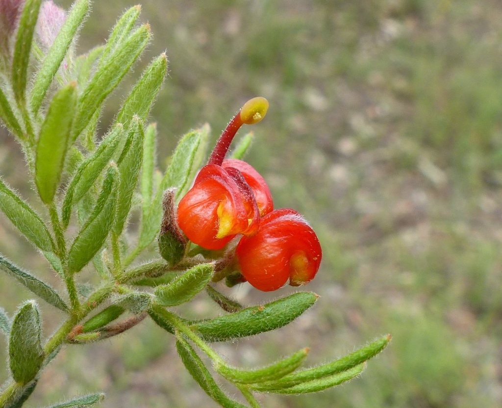 Grevillea alpina (hero image)