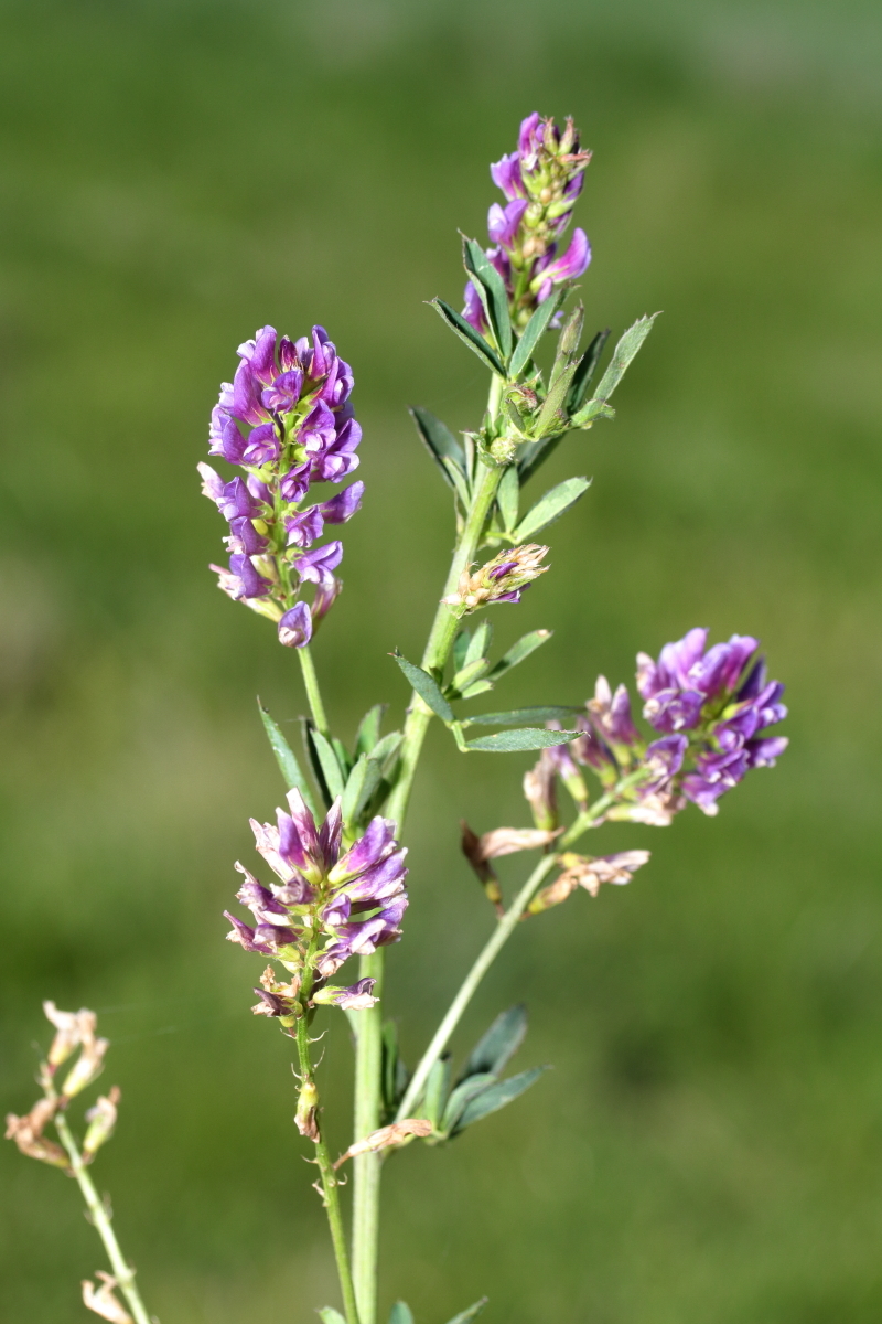 Medicago sativa subsp. sativa (hero image)
