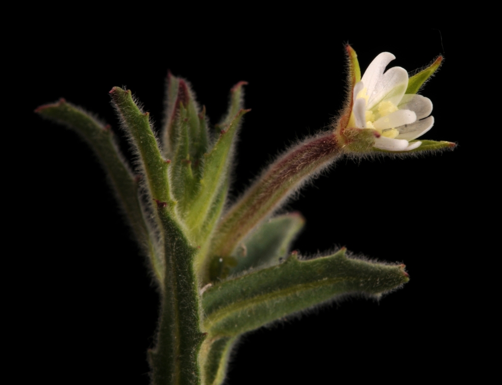 Epilobium hirtigerum (hero image)