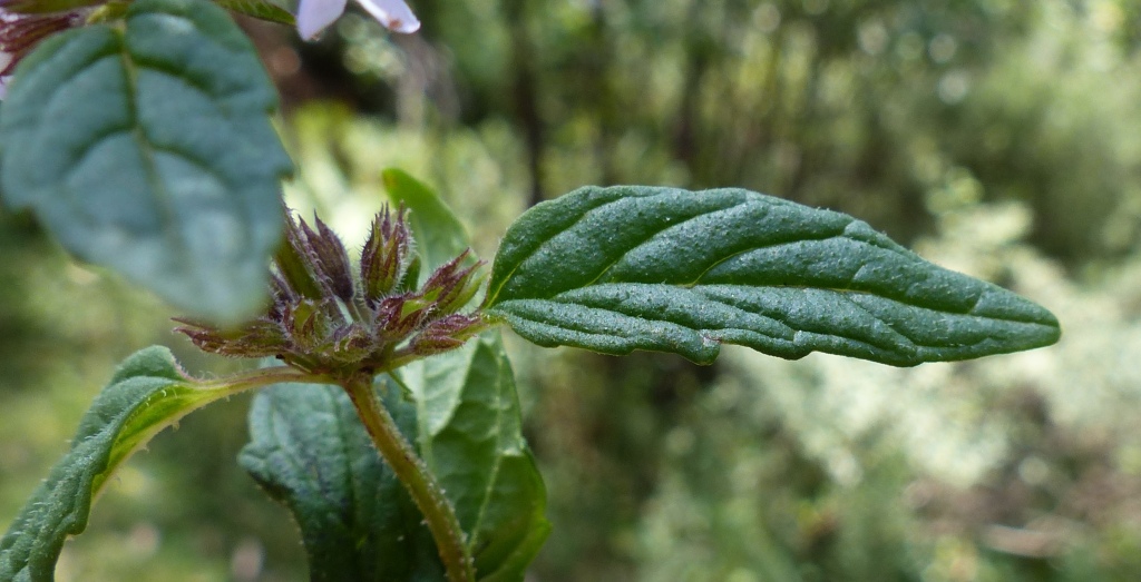 Mentha australis (hero image)