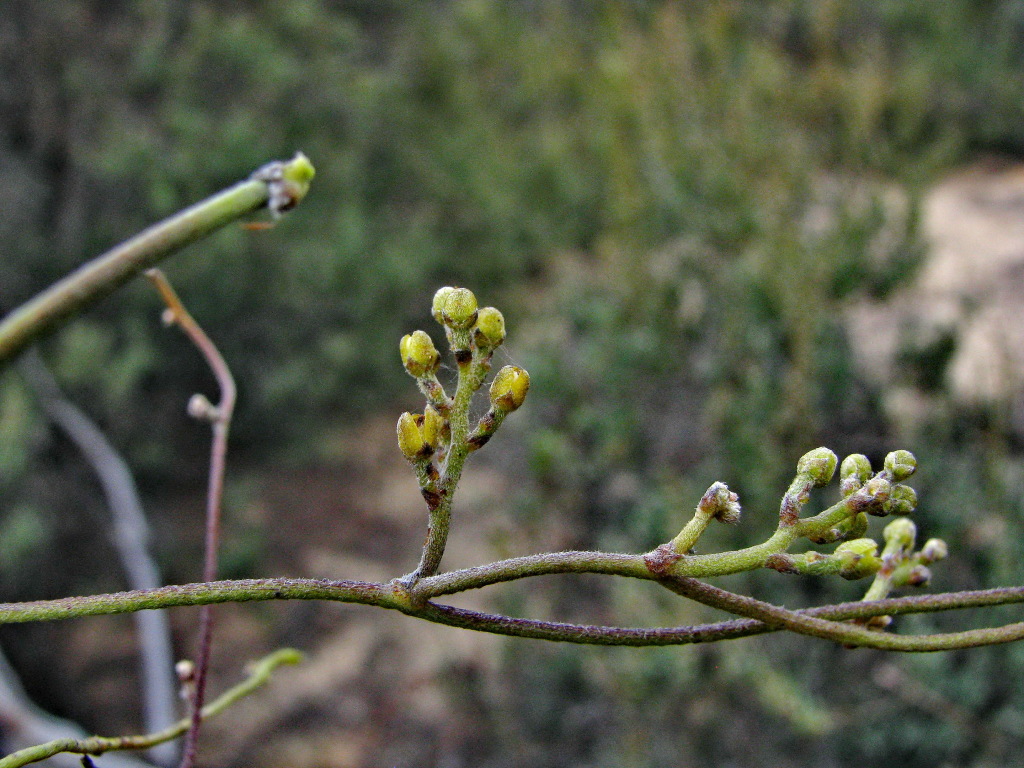 Lauraceae (hero image)