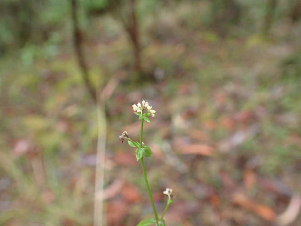 Galium ciliare (hero image)