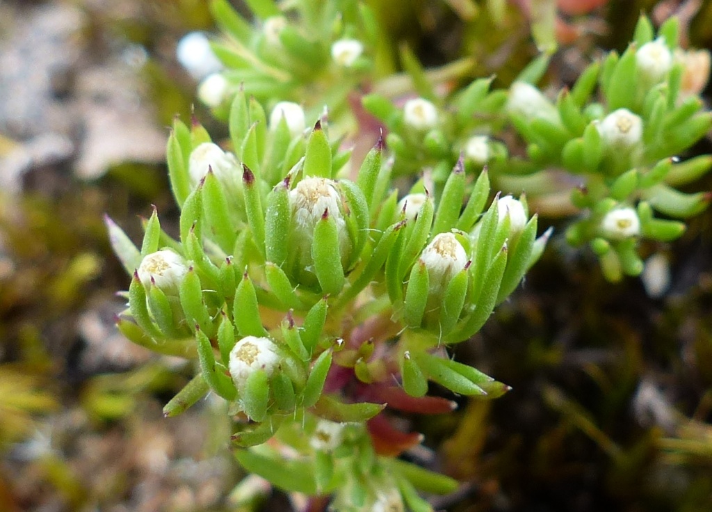 Hyalosperma demissum (hero image)