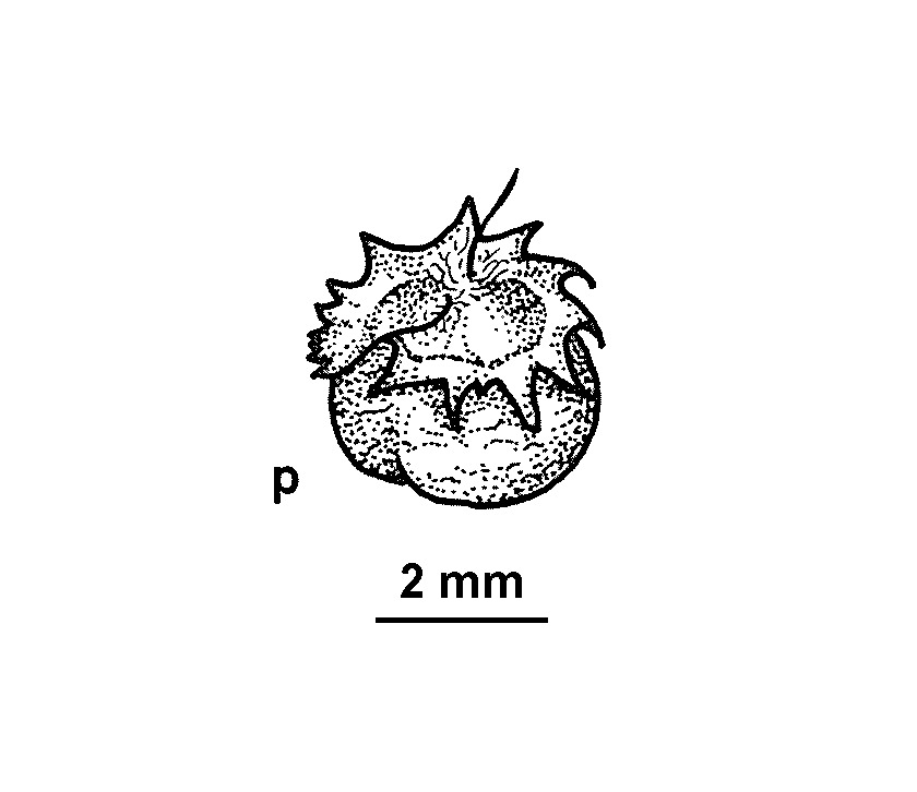 Sclerolaena stelligera (hero image)