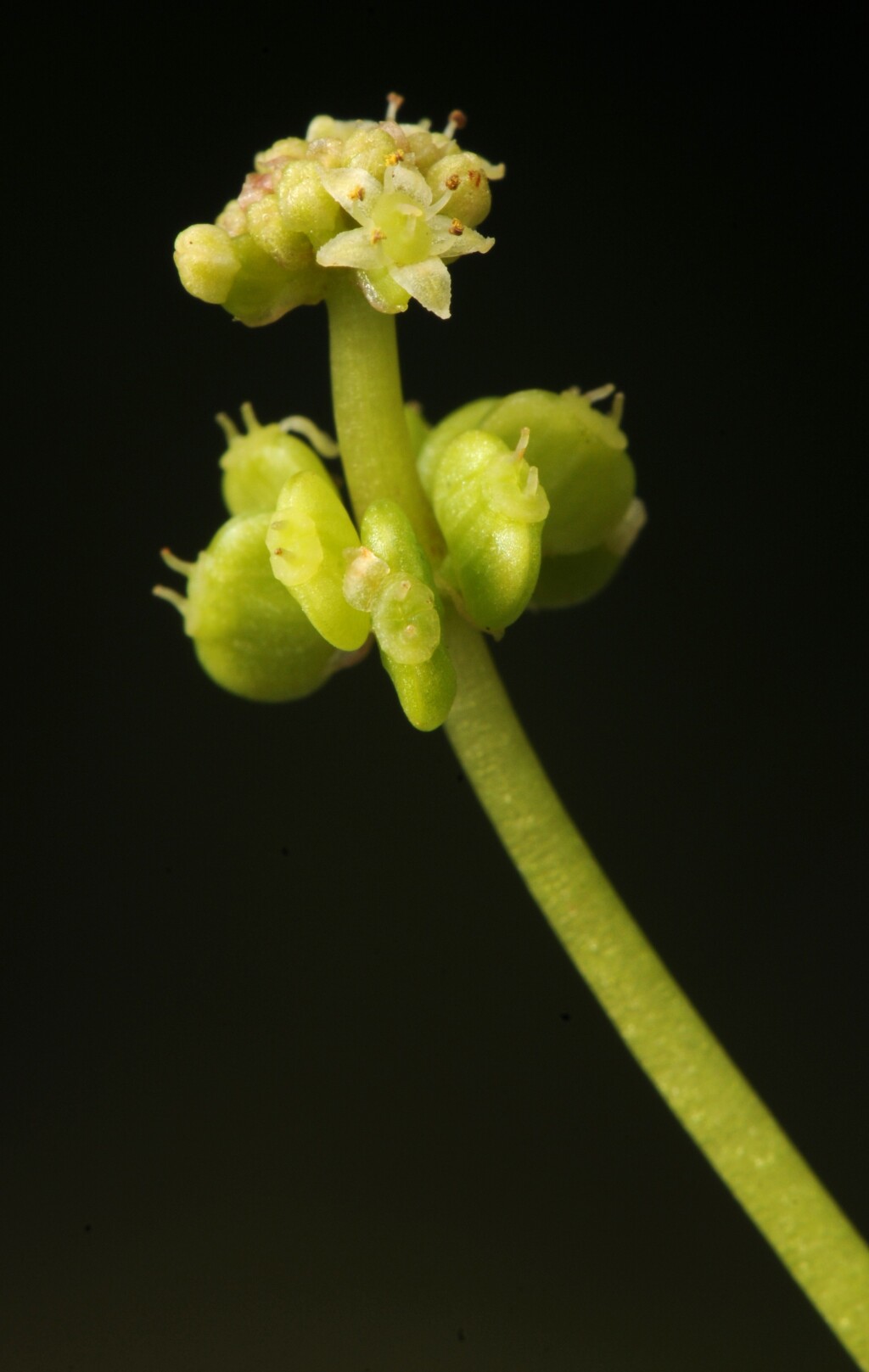 Hydrocotyle verticillata (hero image)