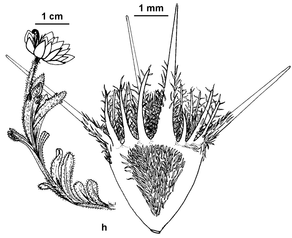 Calotis pubescens (hero image)