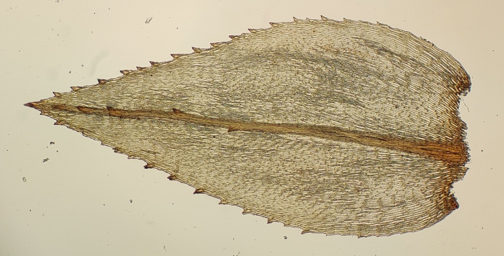 Hypnodendron vitiense (hero image)