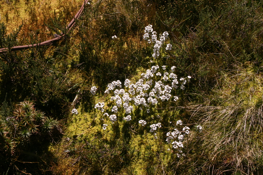 Euphrasia gibbsiae subsp. subglabrifolia (hero image)