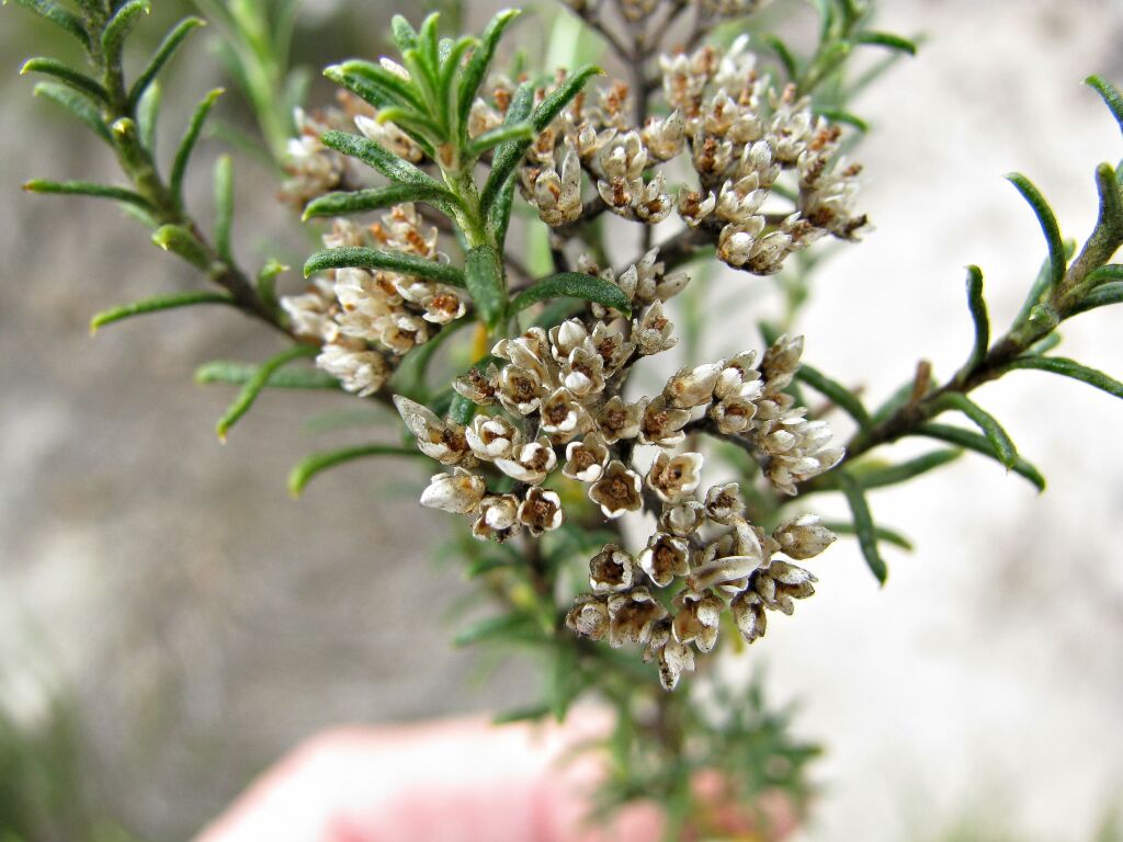 Ozothamnus retusus (hero image)