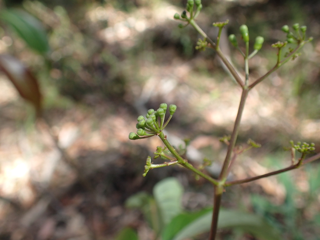 Polyscias sambucifolia subsp. 1 (hero image)