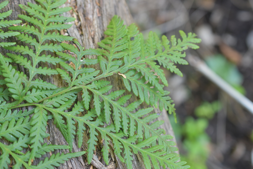 Pteris epaleata (hero image)