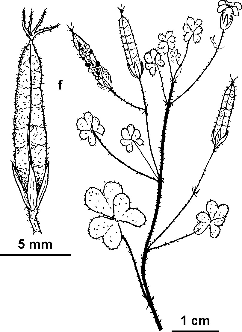 Oxalis radicosa (hero image)