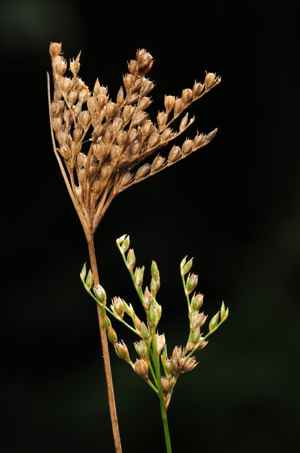 Juncus dichotomus (hero image)