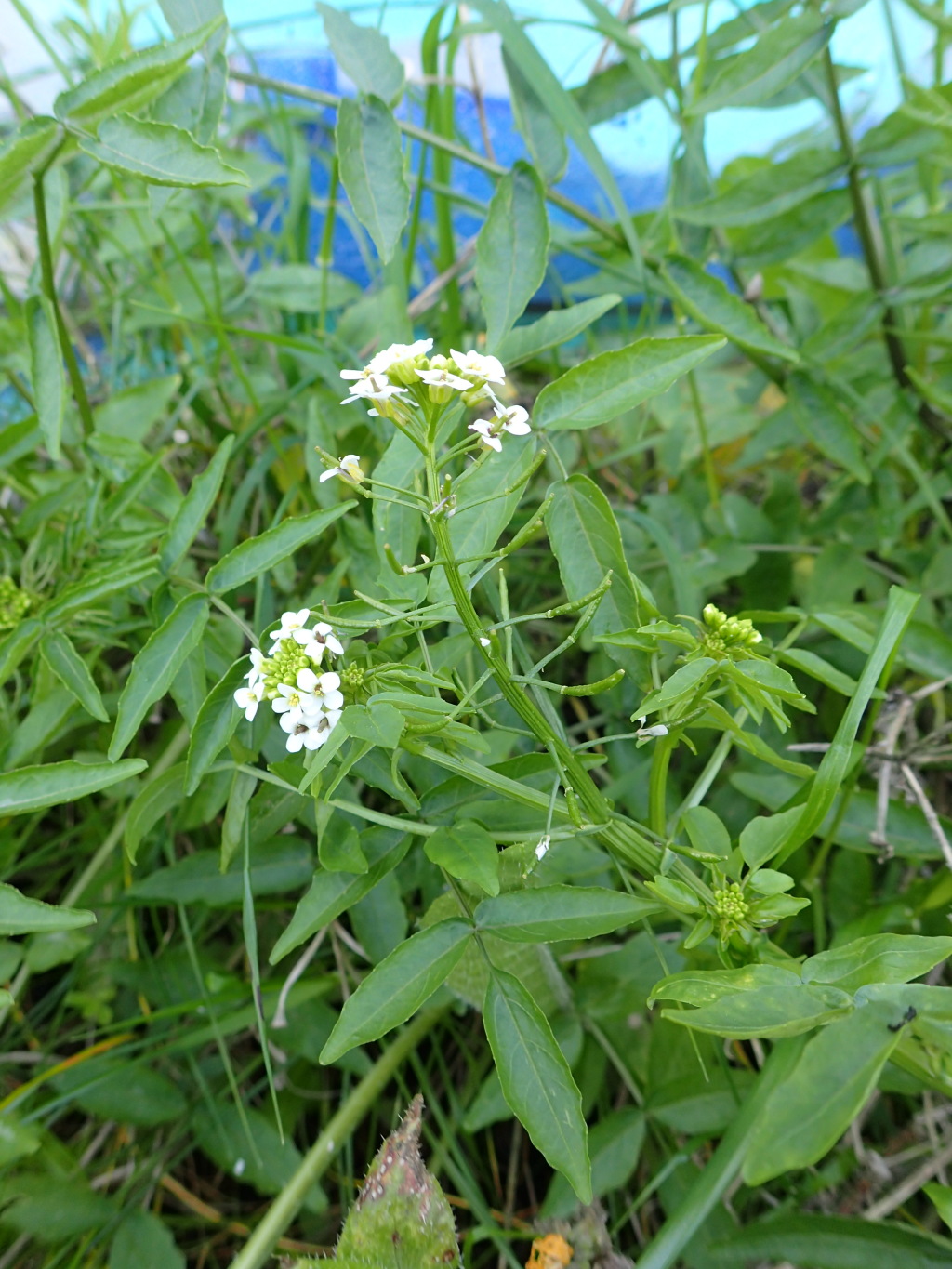 Nasturtium officinale (hero image)