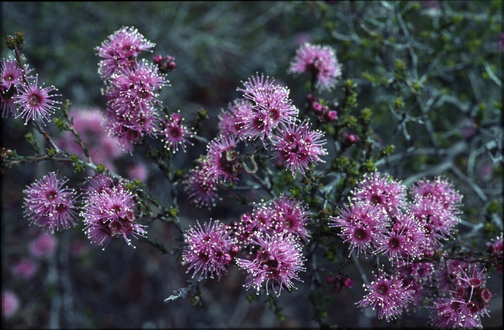 Kunzea parvifolia (hero image)