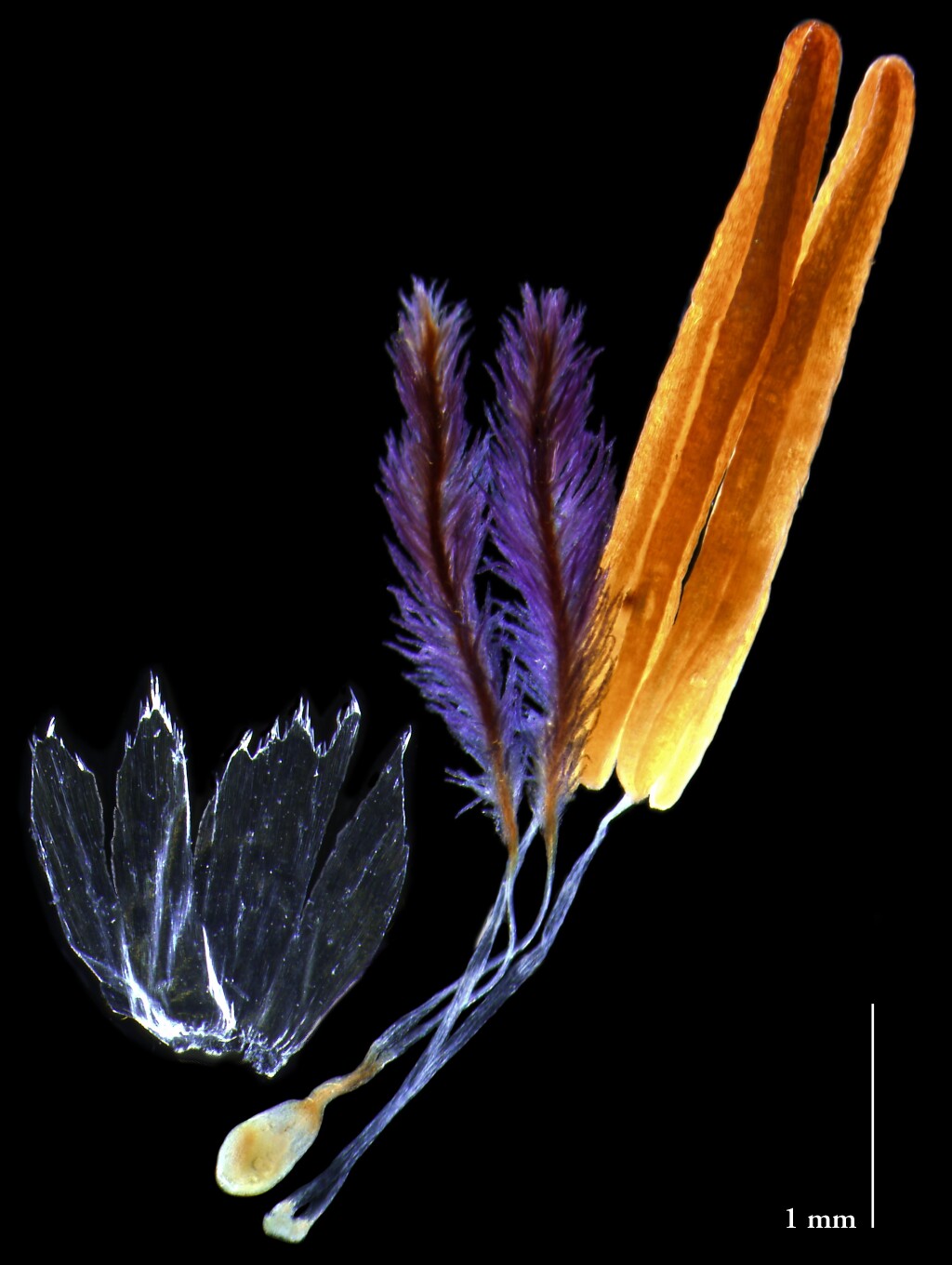 Imperata cylindrica (hero image)