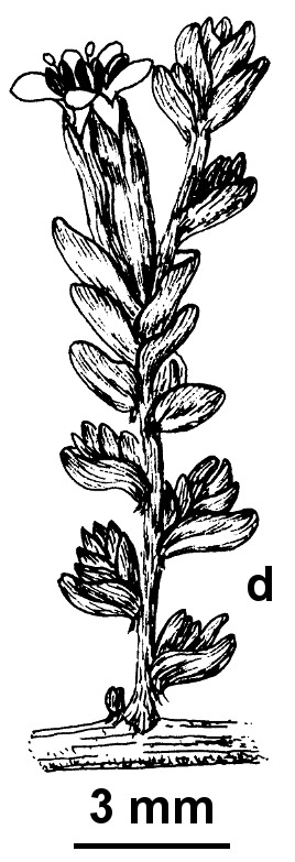 Wilsonia humilis (hero image)