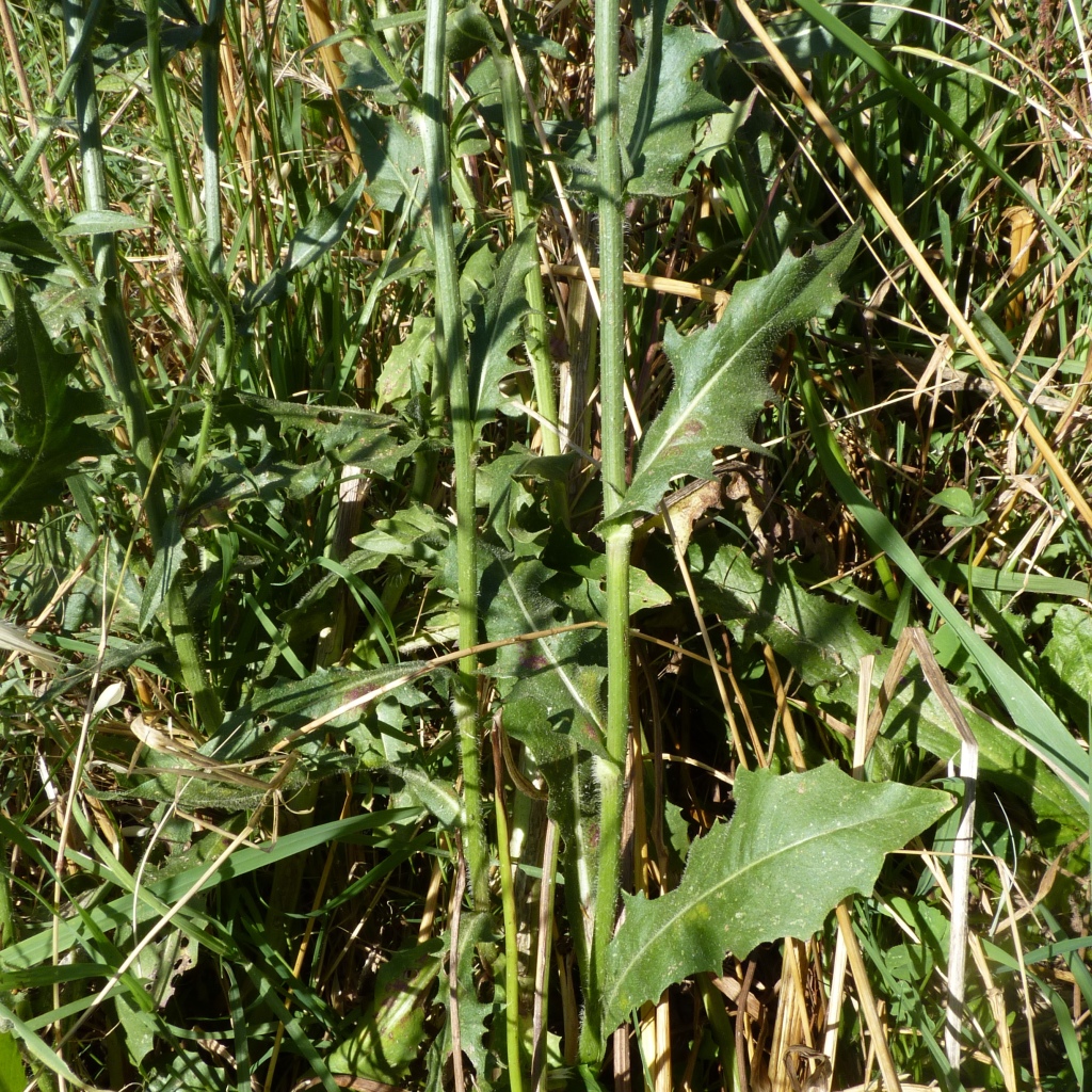 Cichorium intybus (hero image)