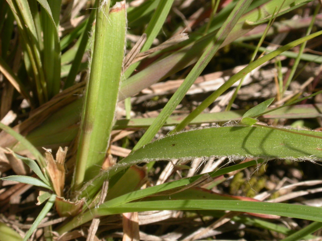 Luzula meridionalis var. densiflora (hero image)