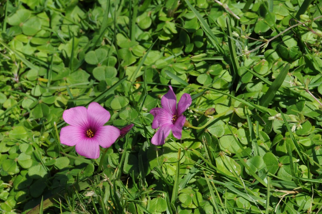 Oxalis brasiliensis (hero image)