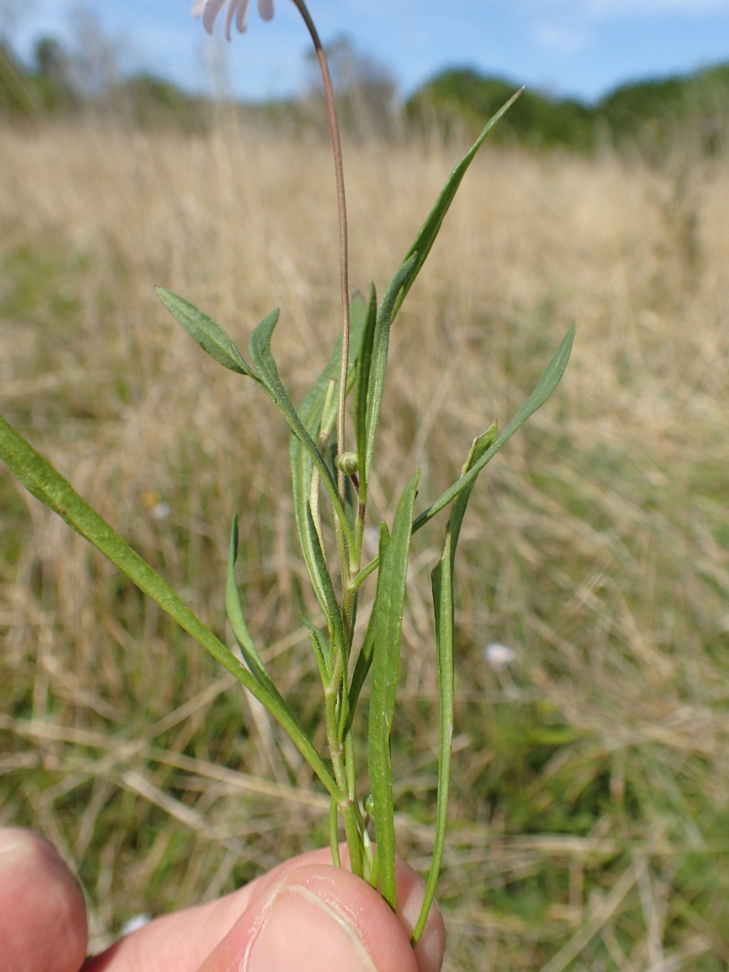 Brachyscome graminea (hero image)