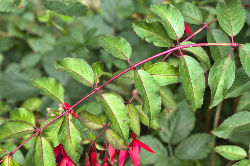 Fuchsia magellanica (hero image)