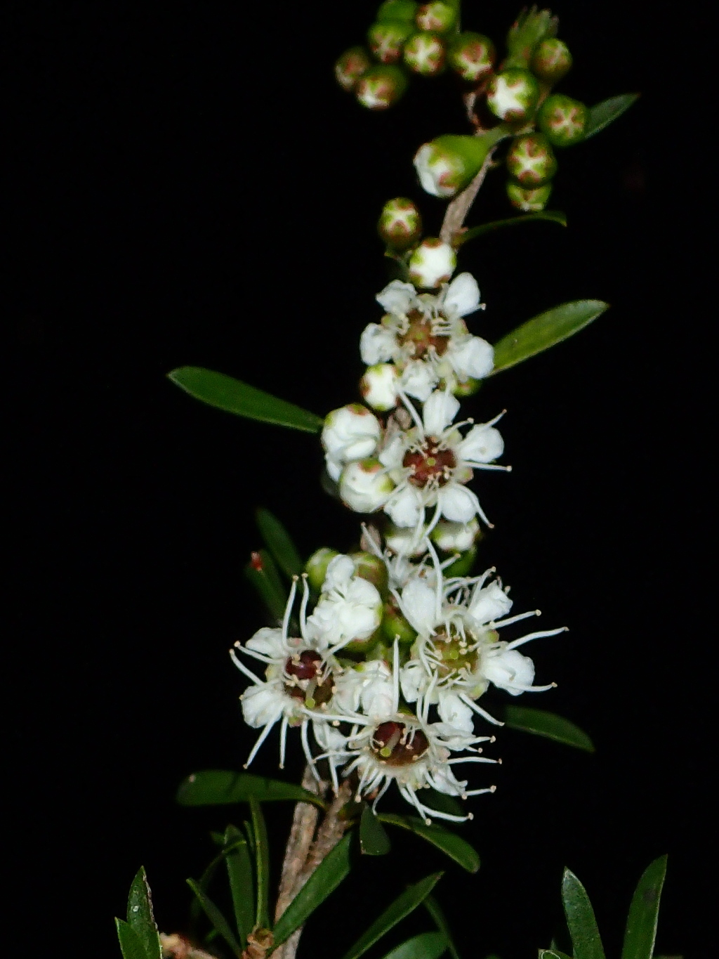 Kunzea leptospermoides (hero image)