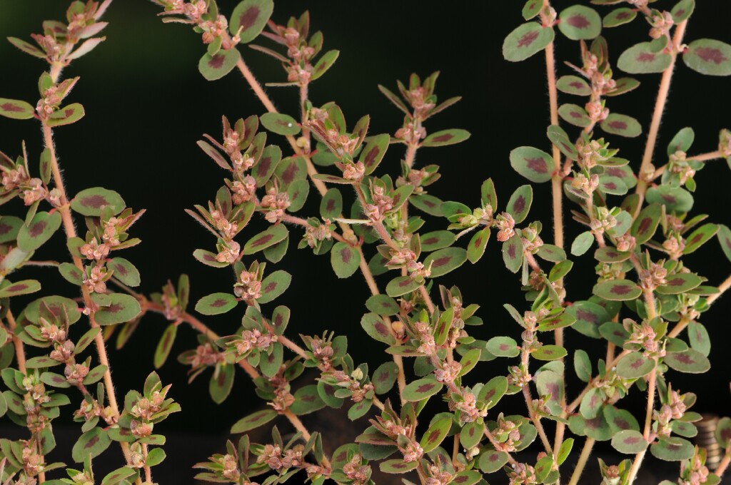 Euphorbia maculata (hero image)