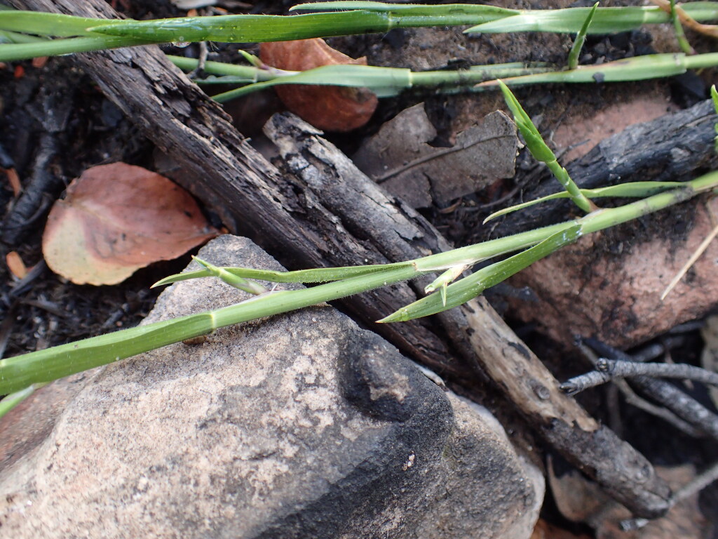 Tetrarrhena distichophylla (hero image)