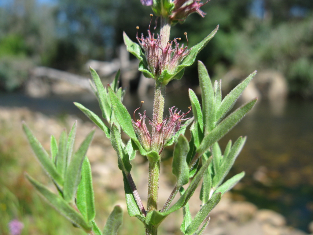 Lythrum salicaria (hero image)