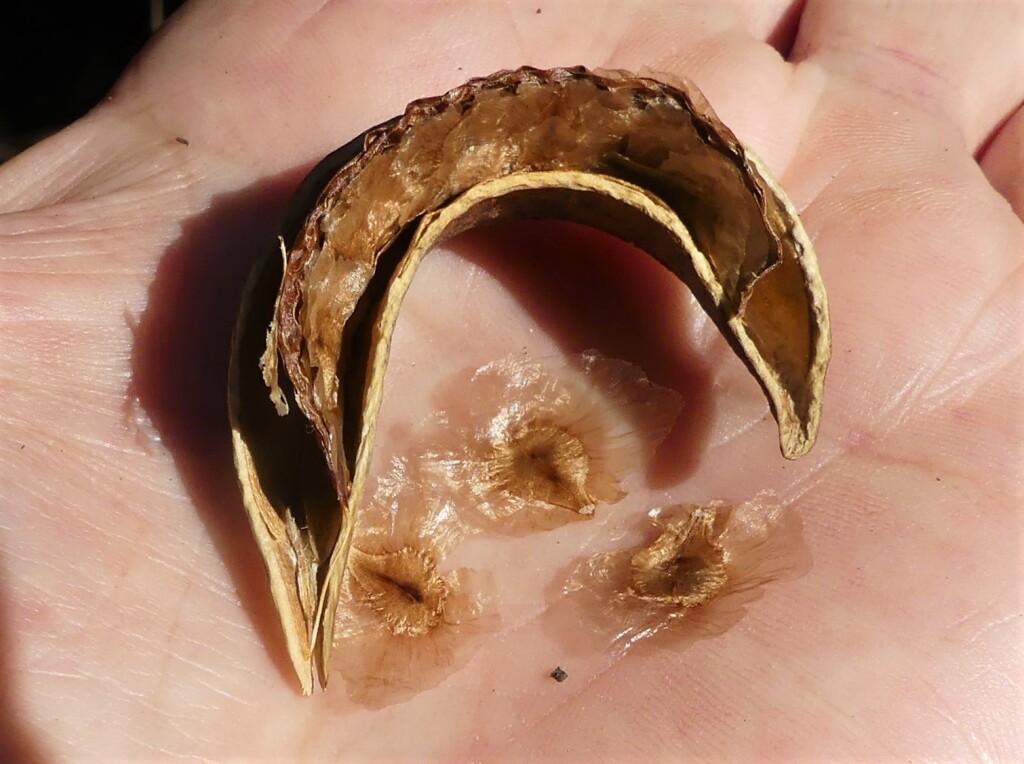 Bignoniaceae (hero image)