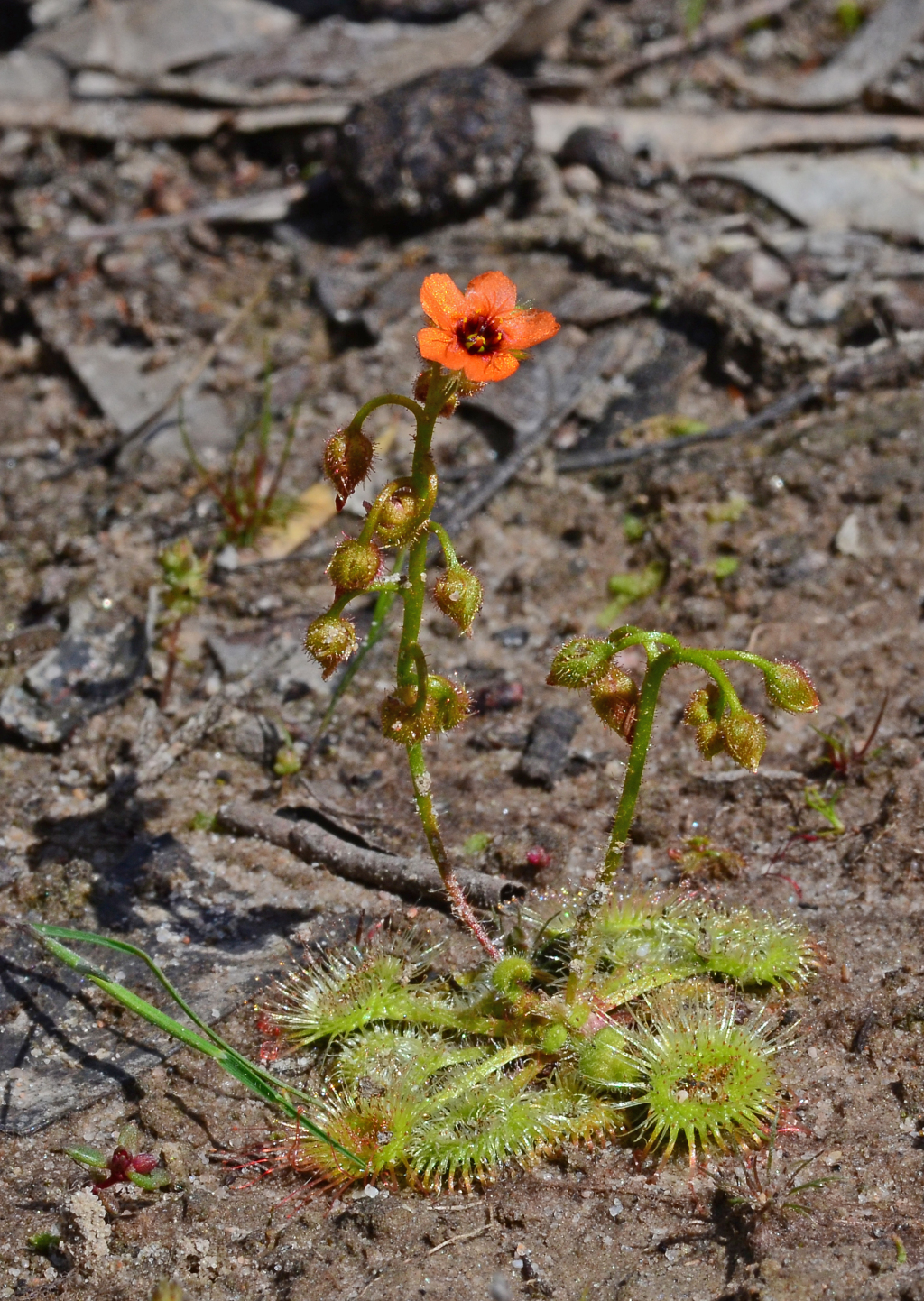 Drosera glanduligera (hero image)