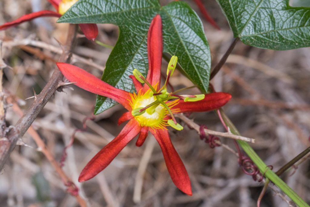 Passiflora (hero image)