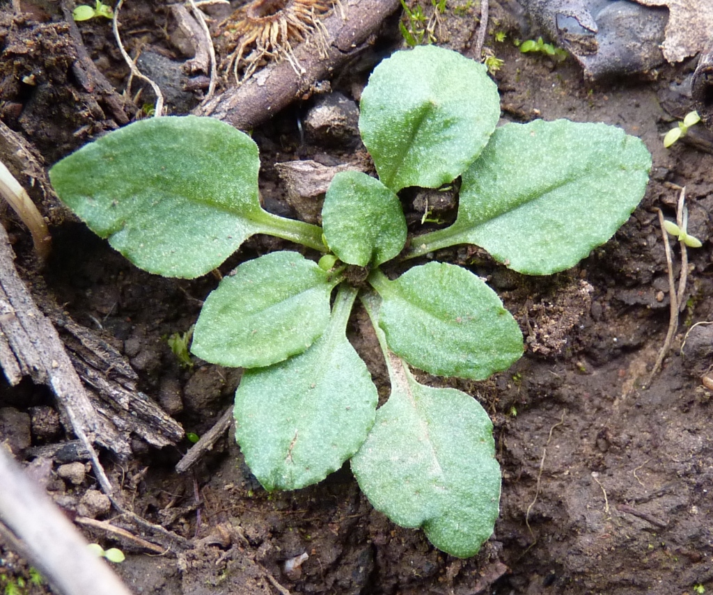 Pterostylis striata (hero image)