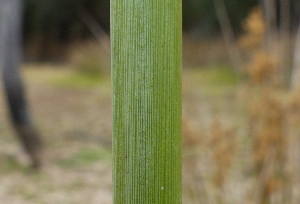 Juncus flavidus (hero image)