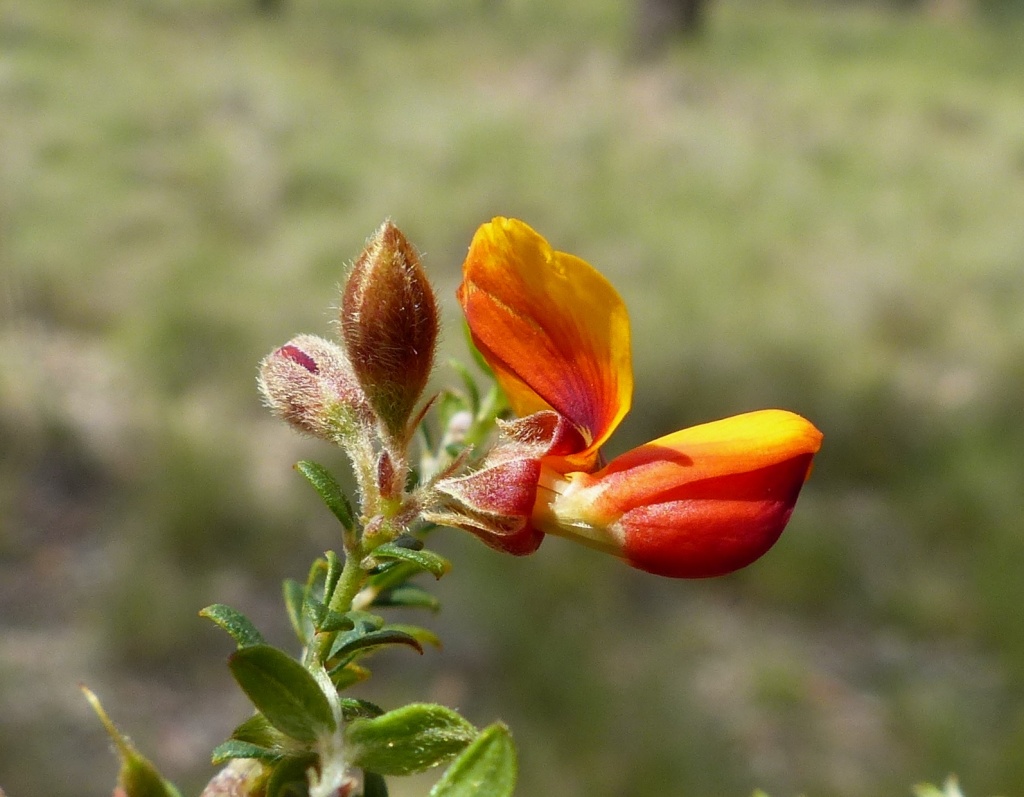 Mirbelia oxylobioides (hero image)
