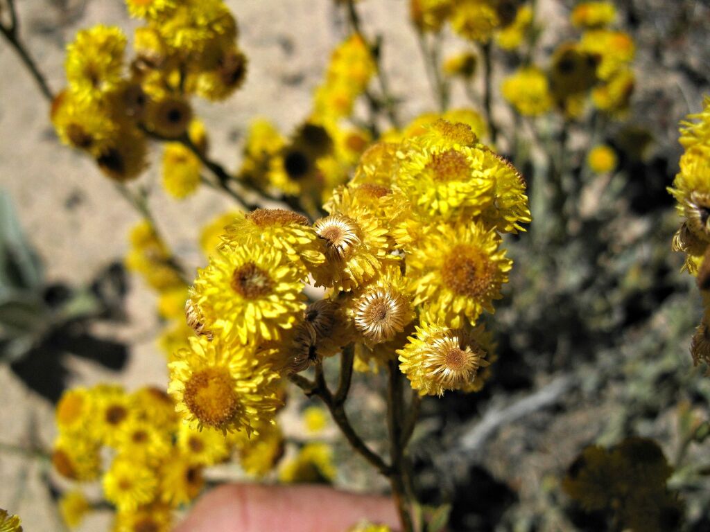 Chrysocephalum apiculatum subsp. gracile (hero image)