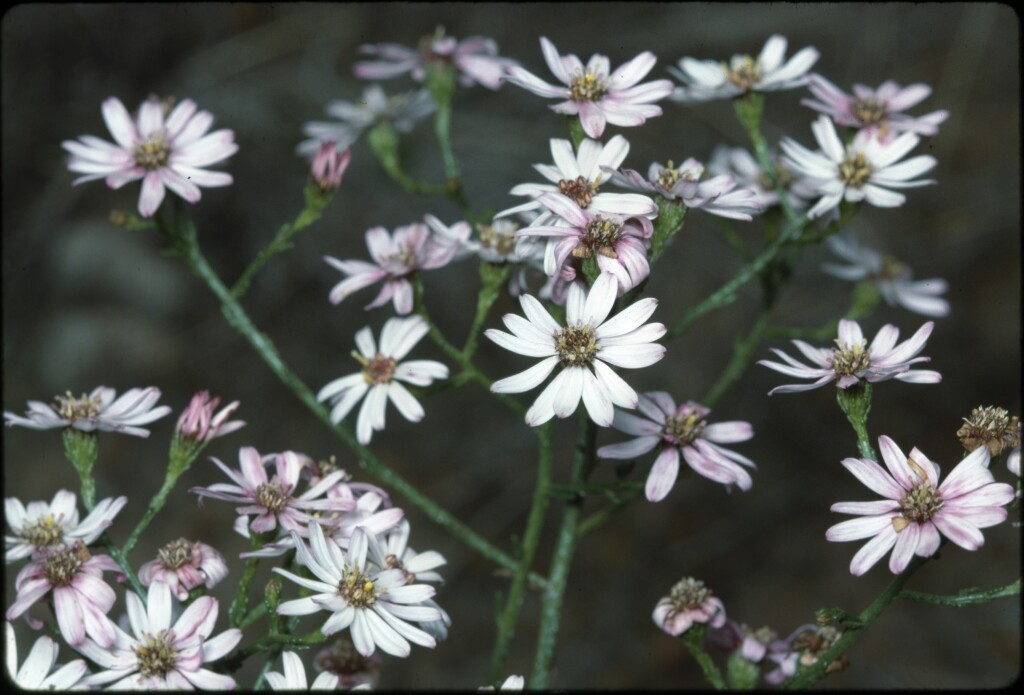 Olearia suffruticosa (hero image)