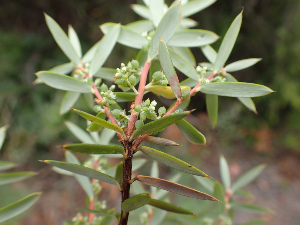 Monotoca glauca (hero image)