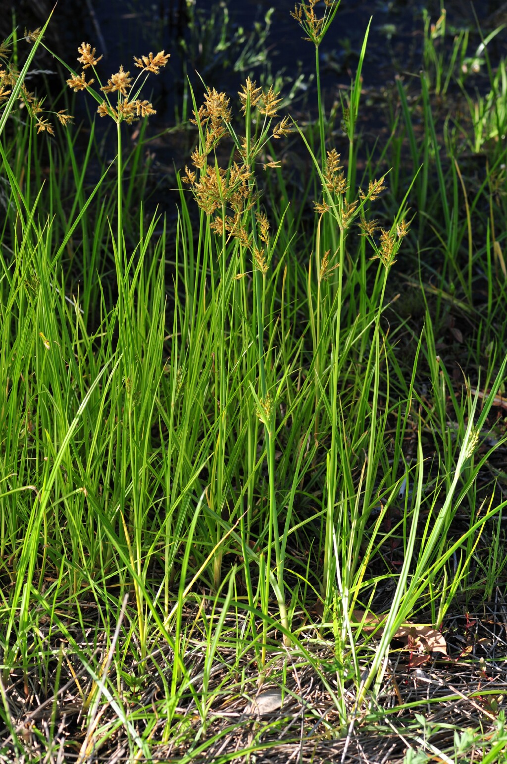 Cyperus esculentus (hero image)