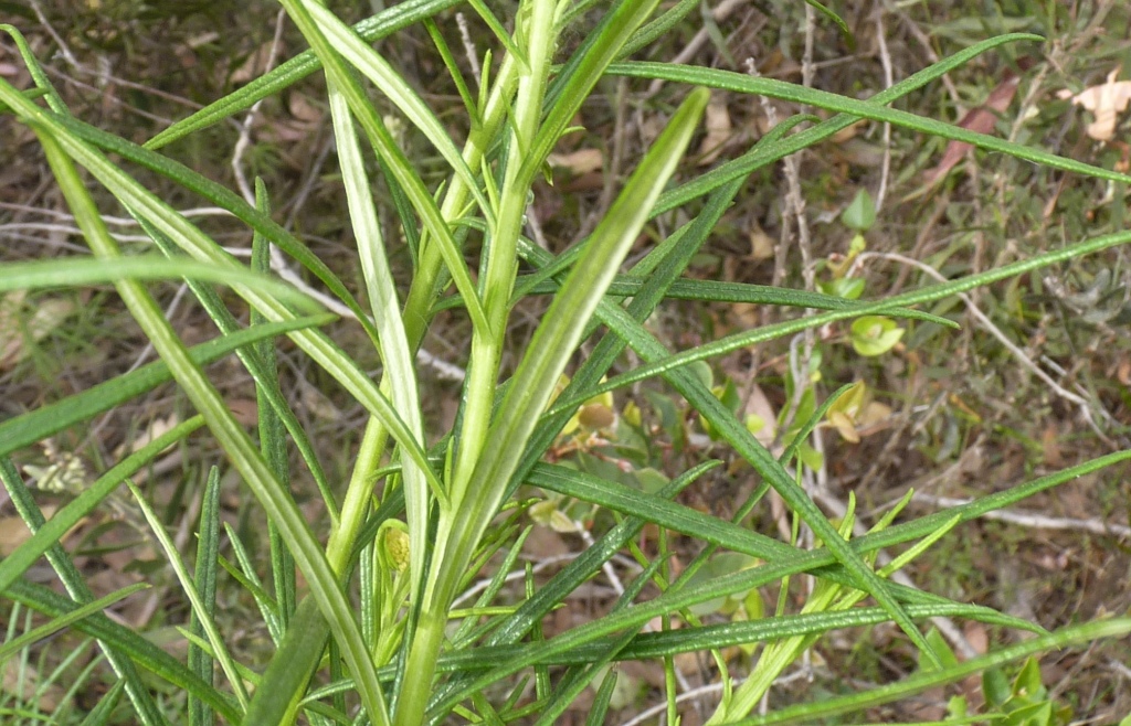 Cassinia ozothamnoides (hero image)