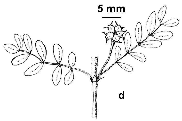 Tribulus minutus (hero image)