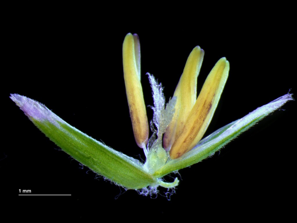 Poa ensiformis (hero image)