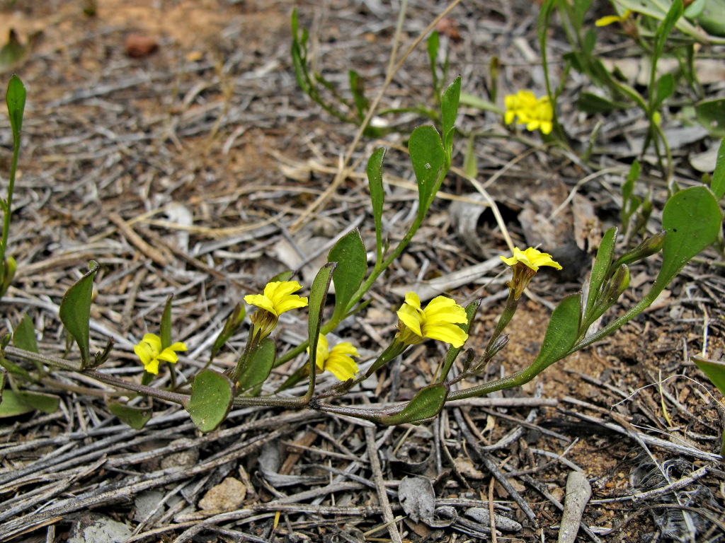 Goodenia varia (hero image)