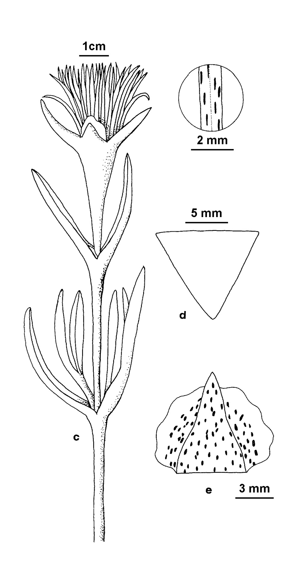 Carpobrotus aequilaterus (hero image)