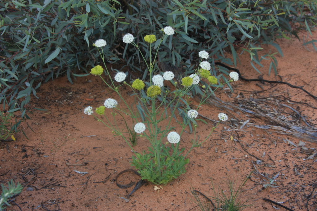 Trachymene thysanocarpa (hero image)