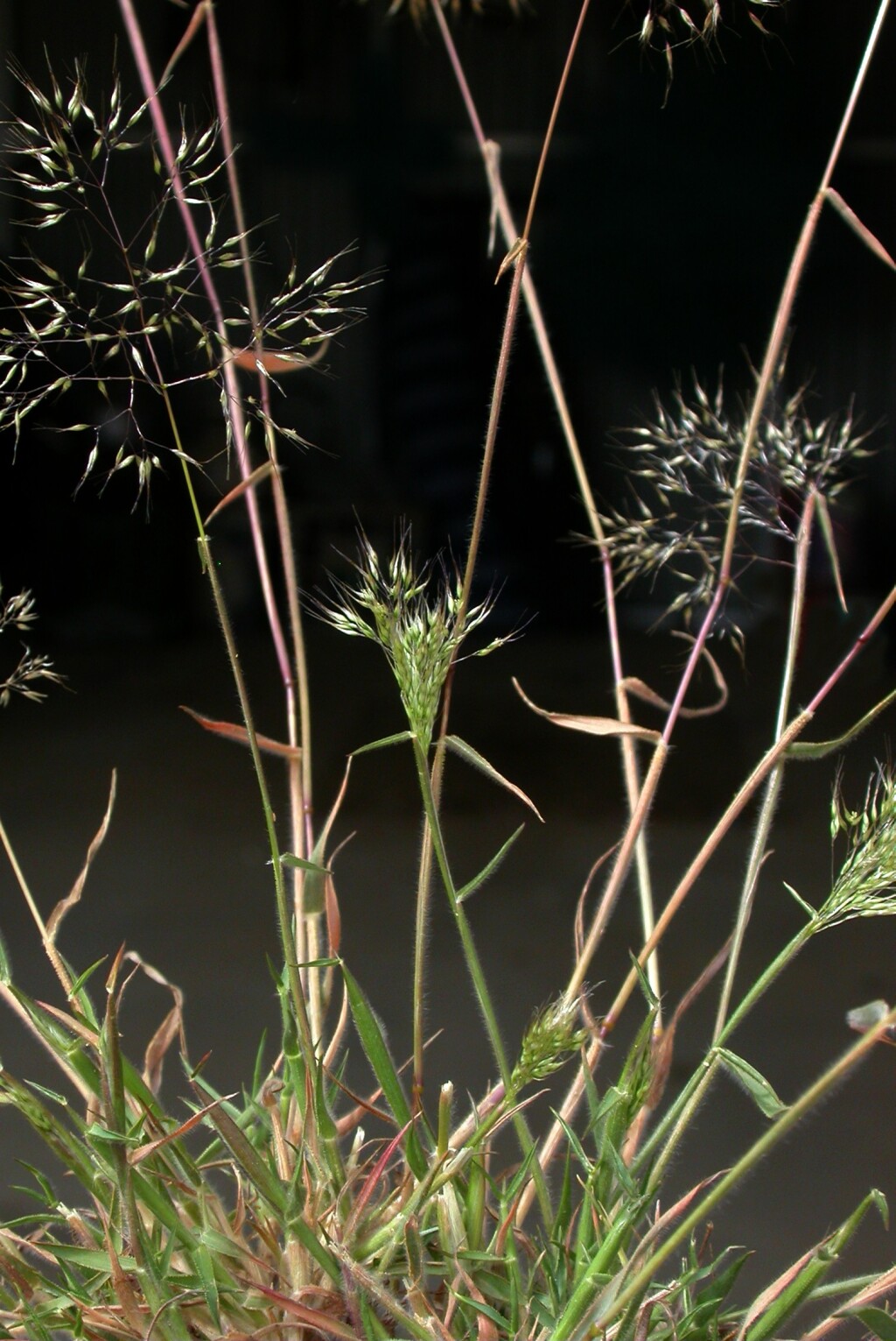 Pentameris airoides subsp. airoides (hero image)